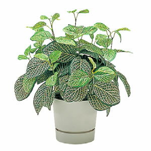 ̵ITOKIʥȡ˥ʿ͹ڡ˥եåȥ˥ H40cm ڼءա smtb-kۡw3