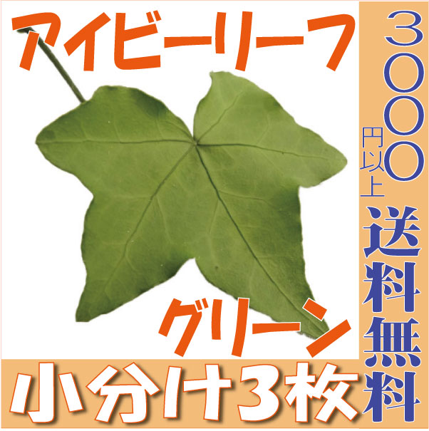 プリザーブドフラワー 花材 アレンジ 資材 アレンジメント 花資材 アイビー リーフ 3枚 プリザービング プリザ ブリザードフラワー ブリザード フラワー ブリザーブドフラワー 卸 母の日  フロールエバー