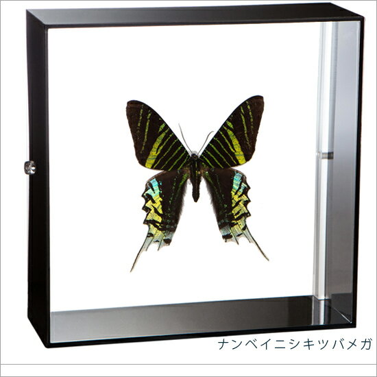 ̕W{ ixCjVLcoK coK ANt[  CeA R lC`[ IuWF