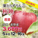 【送料無料】長野産 りんご 秋映 12玉〜16玉 5kg 葉とらずりんご プレゼントにも