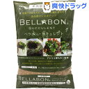 ベラボン サキュレント(1L)