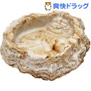 レプティボウル 2 SF(1コ入)