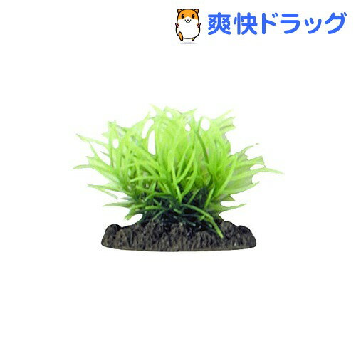 アクアティックプランツ SS-8(1コ入)【アクアティックプランツ】[熱帯魚 アクアリウム 水草]