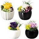 便利雑貨 プリザーブドフラワー ピッコロ ローズ 陶磁器付 イエロー □花・観葉植物 プリザーブドフラワー 関連商品