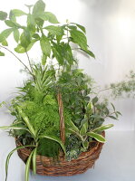 観葉植物の寄せ植え【あす楽】【鉢花】【観葉植物】