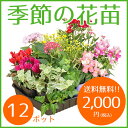 【送料無料】花苗 セット ガーデニングに最適です♪ 季節の花苗12ポット セット【元気でフレッシュな苗】通販 秋