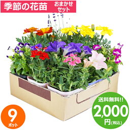 <strong>花苗</strong> セット 送料無料 春のお花おまかせ9ポット ガーデニングに最適です。 沖縄・離島を除く