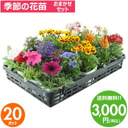 <strong>花苗</strong> セット 送料無料 春のお花おまかせ20ポット ガーデニングに最適です。沖縄・離島を除く