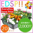 【送料無料!!】季節の花苗20ポット セット(5種類 x 各4ポット)がいつでもこの価格です!色々なアレンジでお花のガーデンを造れます♪【Everyday Same Price!!毎日がお買い得♪】