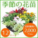 季節の花苗12ポット セット【送料無料 元気でフレッシュな苗】