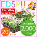 【送料無料!!】季節の花苗20ポット セット(5種類 x 各4ポット)がいつでもこの価格です!色々なアレンジでお花のガーデンを造れます♪【Everyday Same Price!!毎日がお買い得♪】