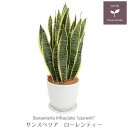 【送料無料】観葉植物 サンスベリア ローレンティー インテリ...