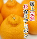 樹上長なり完熟デコポン約4kgスエヒロ特選品!樹上でじっくり完熟させました!★バラ詰