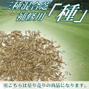 三種混合芝 補修用 種
