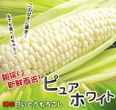 北海道産・まるで真珠のような真っ白な幻のとうもろこしピュアホワイト約5kg（11〜17本）味来のように生で食べられる、まるでフルーツのようなスイートコーン（レビューを書いたら2980円にてご提供）（8月下旬発送開始予定）