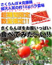 モバイル限定セールふぞろいのさくらんぼ☆山形県産佐藤錦バラ詰め1kg〔お徳用〕あなたの夢叶えます！あの最高級さくらんぼ佐藤錦が食べ放題！？