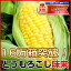 【グルメ大賞2008】当店人気No.1☆16万箱完売！リピーター続出！【送料無料】熊本県産とうもろこし味来（みらい）10本生でも食べられるトウモロコシ味来皮の薄さと甘さを極めた、朝採り新鮮直送！！完熟もぎたてミライ！自慢の甘さ♪史上最強のスイートコーン未来じゃないで