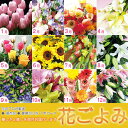 花ごよみ豪華切り花・1年コース☆送料無料！毎月季節の花をお届けします♪ボリューム満点！超お得花のプロが厳選