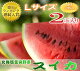 【北海道富良野産】有機肥料でとっても甘く育ったスイカ Lサイズ 2玉入り 【送料無料】【05P27May16】