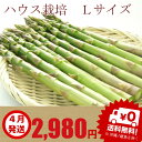 アスパラ グリーン Lサイズ 500g 北海道富良野産 ハウ...