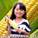 ショッピングとうもろこし とうもろこし 北海道富良野産 生で食べれるトウモロコシ（玉蜀黍）恵味（めぐみ）　3本入り　送料無料