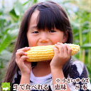 【生】で食べれるトウモロコシ 北海道富良野産 恵味 Lサイズ 8本入り 送料無料