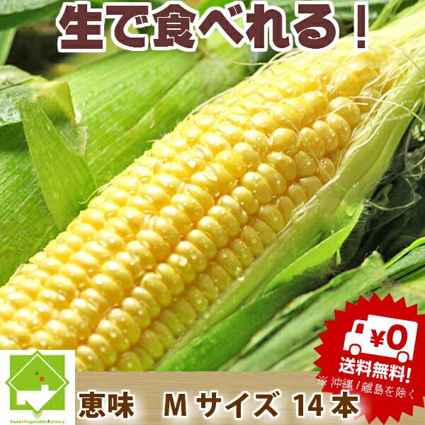 【生】で食べれるトウモロコシ（とうもろこし）　北海道富良野産 訳あり　恵味【 Mサイズ14…...:sweet-vegetable:10003202