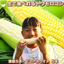 生で食べれるトウモロコシ 北海道富良野産 ピュアホワイト5本...