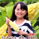 【生】で食べれるトウモロコシ　北海道富良野産 訳あり　恵味　Mサイズ　10本入り