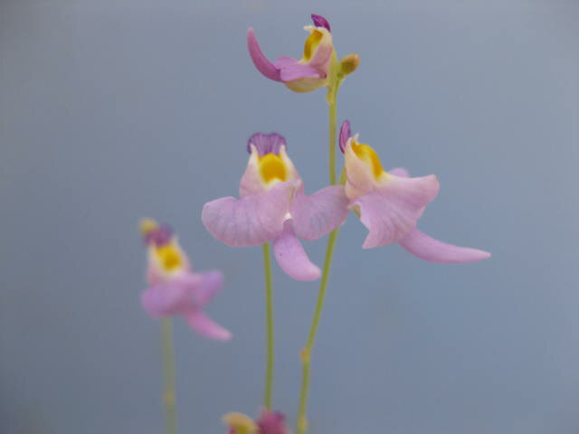 食虫植物　ミミカキグサ　クリオネ