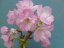 桜小盆栽 「旭山」
