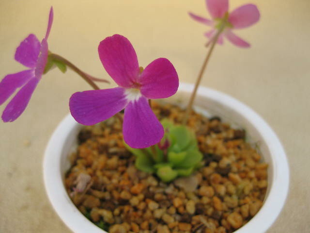 虫取りスミレ「セトス」　（食虫植物）P.Moranensisの交配種です。濃いピンクの花。