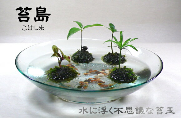 ☆苔島☆選べる2コセットでアレンジ自由！あなただけの島に♪【苔玉】【完成品】【実用新案登録…...:syokubutuasobi:10000066