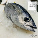 津本式究極の血抜きの考案者 津本光弘の弟子 すばる 本人仕立て 究極の血抜きキハダマグロ2尾入り重量 1尾約3.0kg~3.5kg 天然 送料無料 宮崎県から発送 津本式 血抜き 鮮魚 youtube 人気