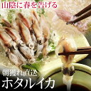 生ホタルイカ（蛍烏賊）（訳あり） 1kgセット（500g×2パック入） 送料無料*［温度帯が選べます］朝獲れ直送!山陰の春の味覚 ほたるいか！今だけ特別価格！楽天ランキング8ヶ月連続1位獲得記念!