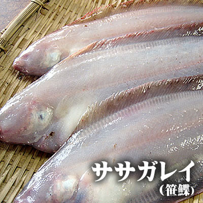 【干し物が絶品!!】水揚げが極端に少なく、今や幻のカレイとも呼ばれます！【送料無料】ササガレイ(笹鰈)[生]　5匹セット(100-150g程度が5匹入)