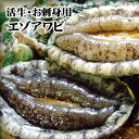 〔高級“活生”エゾアワビ〕1枚(60-70g)〔冷蔵〕鮮度抜群活あわびを直送!!【出荷の温度帯が選べます】【1配送先で10枚以上お買い上げで送料サービス】