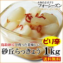【送料無料】砂丘らっきょう【 ピリ辛 】1kg[らっきょう漬...