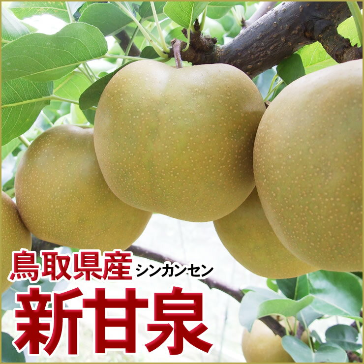 新甘泉大玉　5kgセット(10-12玉程度)[常温]鳥取県産梨の新品種