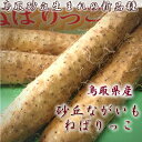 ねばりが強く肉質が緻密な特大サイズの長いも!鳥取砂丘新品種【ねばりっこ】3kg送料無料(3-4本入)セット!鳥取県特産品とろろ