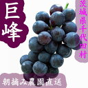 ぶどう 巨峰 3kg 茨城県千代田産