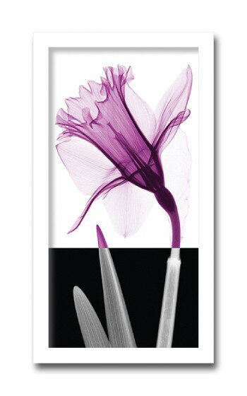 アート 壁掛け 【X-Ray アートフレーム】手軽に飾れるヒーリングインテリアレントゲンSteven N.Meyers花柄/和柄/抽象画などの絵画寝室 ベッドルーム 玄関に飾る 壁掛け黒 白黒 モノトーン 絵画紫 パープル 絵画