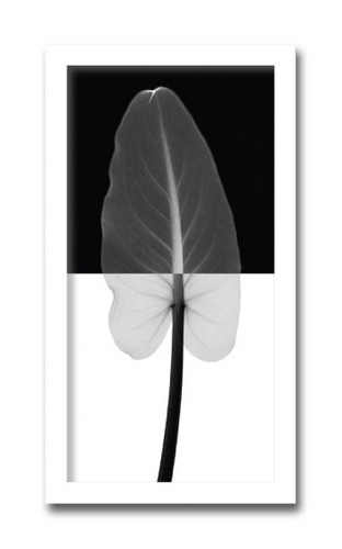 アートパネル 【X-Ray アートフレーム】手軽に飾れるヒーリングインテリア壁面装飾用 アートポスター 花の絵 額付き ポスター 絵 花柄黒 白黒 モノトーン 絵画