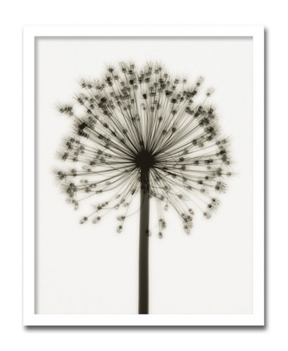 癒しのヒーリングインテリアAllium(ユリ科のネギ)フォト店舗装飾 壁面装飾用 ポスター アートポスター 絵 額付き黒 白黒 モノトーン 絵画