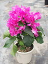 【花痛み・花終わりありのため値下げしました!!】南国の花の代名詞ブーゲンビリア パープル・ピンク・ブライダルピンク・レッド 5号鉢【熱帯の花の代表】【ブーゲンビレア】