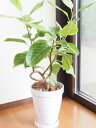 人気の観葉植物 フィカス アルテシーマ 曲がりタイプ ホワイト樹脂鉢オリジナル専用土にて植え替え済み【インテリアグリーン】【ギフト】