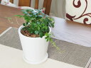 寒さに強い観葉植物 シュガーバイン ラウンド陶器鉢コンパクトサイズ オリジナル専用土にて植え替え済み【選べるマルチング材】【ミニ観葉植物】【インテリアグリーン】【癒しの観葉植物】【大人気】