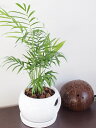 寒さに強い観葉植物 テーブルヤシ ホワイトラウンド