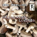 愛媛産 菌床生しいたけ ☆ちょっとメタボなしいたけ達☆ カサがつぼみの肉厚 1kg【送料無料・北海道沖縄離島は+770円】