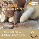 愛媛県産 肉厚 菌床 生しいたけ バラ1kg お買い得品【送...